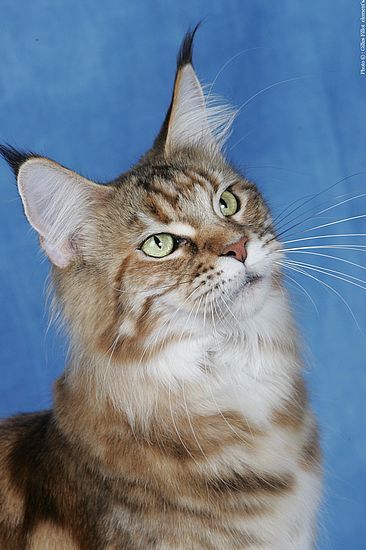 Consulta de adopción con criador